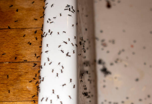 Pest Control for Restaurants in Woodacre, CA