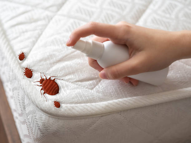 Best Wasp Removal Services  in Woodacre, CA